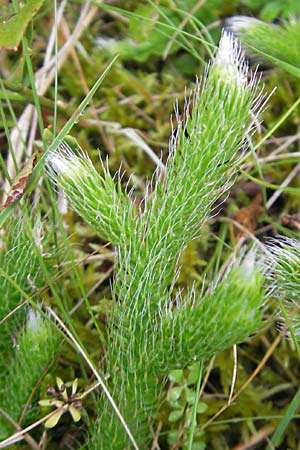 Lycopodium clavatum \ Keulen-Brlapp / Stag's-Horn Clubmoss, Common Clubmoss, D Odenwald, Beerfelden 21.8.2009