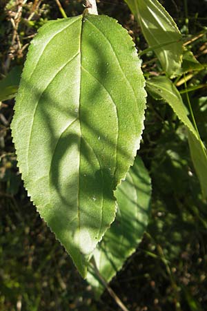 Rhamnus cathartica \ Purgier-Kreuzdorn, Echter Kreuzdorn, D Groß-Gerau 31.8.2009