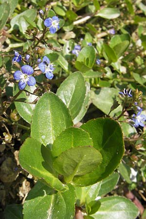 Veronica beccabunga \ Bachbunge, D Immenstadt 21.6.2011