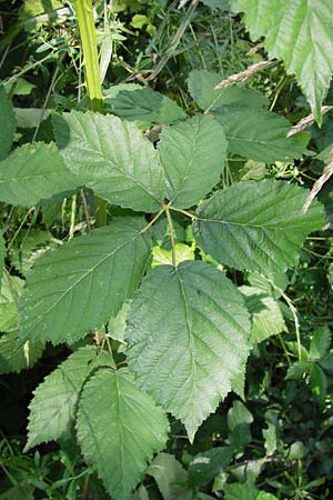 Rubus fruticosus agg. \ Brombeere / Bramble, Blackberry, D Eppingen-Elsenz 22.6.2013