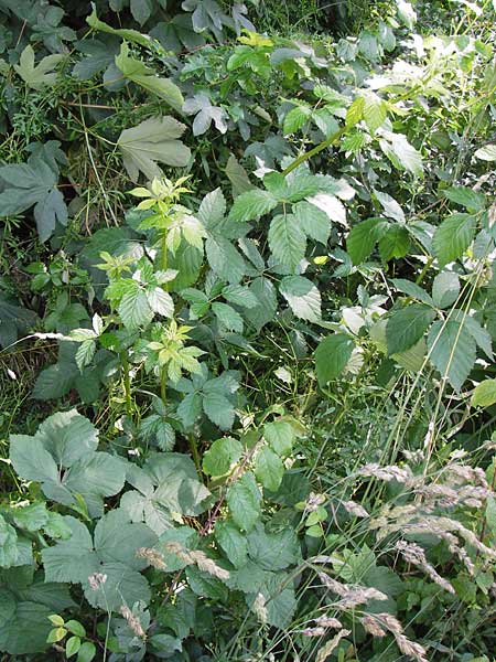 Rubus fruticosus agg. \ Brombeere, D Eppingen-Elsenz 22.6.2013