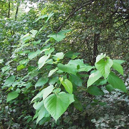 Morus alba \ Weier Maulbeerbaum / Chinese White Mulberry, D Lampertheim 10.7.2013