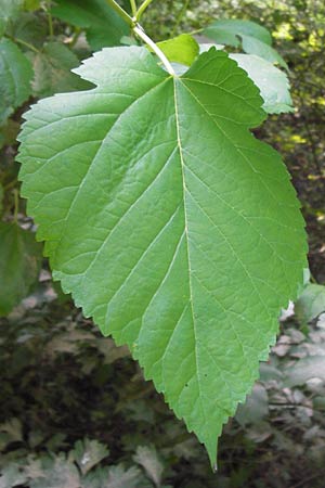 Morus alba / Chinese White Mulberry, D Lampertheim 10.7.2013