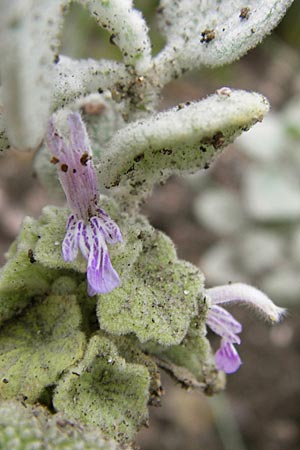 Ballota acetabulosa \ Napf-Schwarznessel / False Dittany, Greek Horehound, D Botan. Gar.  Universit.  Heidelberg 1.9.2013