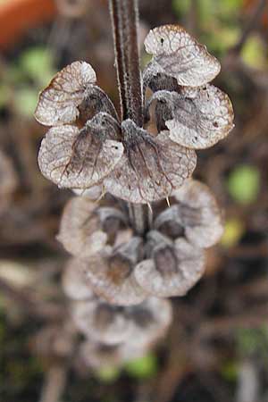 Ocimum basilicum \ Basilikum / Sweet Basil, D Mannheim 6.1.2014