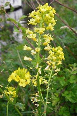 Barbarea vulgaris \ Gewhnliches Barbarakraut / Winter Cress, D Frankfurt-Nied 26.4.2014