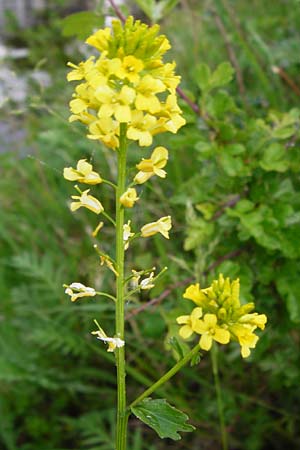 Barbarea vulgaris \ Gewhnliches Barbarakraut / Winter Cress, D Frankfurt-Nied 26.4.2014