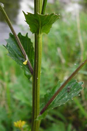 Barbarea vulgaris \ Gewhnliches Barbarakraut / Winter Cress, D Frankfurt-Nied 26.4.2014