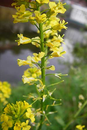 Barbarea vulgaris \ Gewhnliches Barbarakraut / Winter Cress, D Frankfurt-Nied 26.4.2014