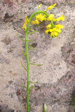 Barbarea arcuata / Yellow Rocket, D Frankfurt-Nied 11.5.2014