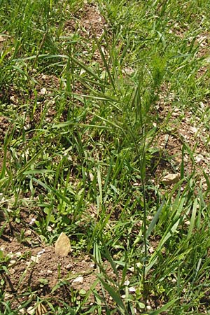 Bromus sterilis / Poverty Brome, D Friedewald 31.5.2014