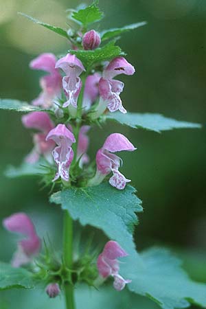 Lamium maculatum \ Gefleckte Taubnessel, D Mannheim 4.9.2005