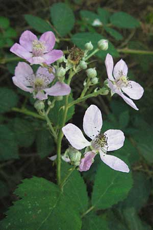 Rubus fruticosus agg. / Bramble, Blackberry, D Mannheim 12.10.2006