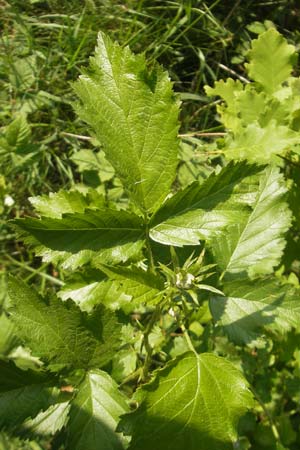 Rubus pericrispatus ? \ Wellige Brombeere / Undulate Bramble, D Queichhambach 4.5.2011