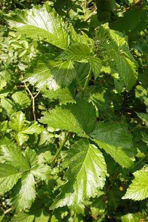 Rubus pericrispatus ? \ Wellige Brombeere / Undulate Bramble, D Queichhambach 4.5.2011