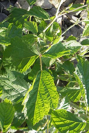 Rubus caesius / Dewberry, D Karlsruhe 7.5.2011