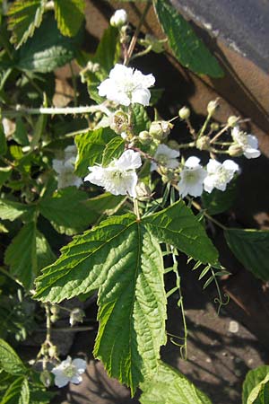 Rubus caesius / Dewberry, D Karlsruhe 7.5.2011