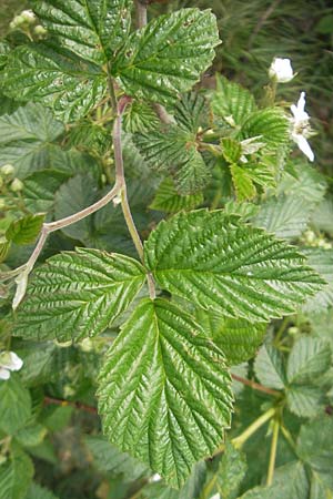 Rubus caesius / Dewberry, D Nohfelden 14.5.2011