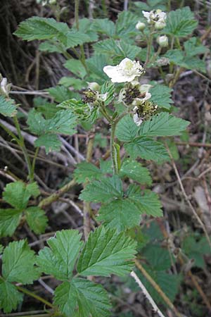 Rubus caesius / Dewberry, D Idar-Oberstein 21.5.2011