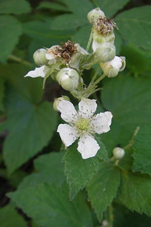 Rubus rhombicus ? \ Rhombische Haselblatt-Brombeere, D Weinheim an der Bergstraße 29.5.2011