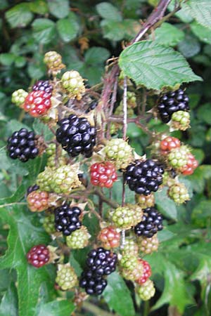 Rubus fruticosus agg. / Bramble, Blackberry, D Pforzheim 30.7.2011