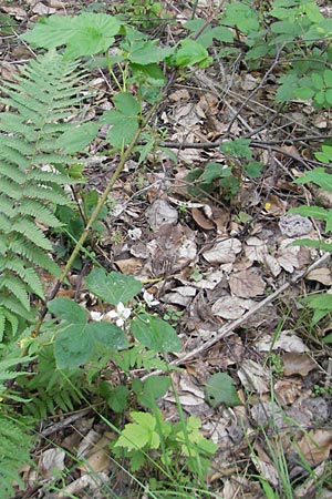 Rubus fruticosus agg. \ Brombeere, D Fulda 30.5.2012