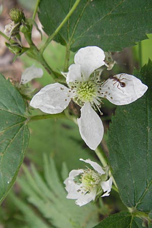 Rubus fruticosus agg. \ Brombeere, D Fulda 30.5.2012