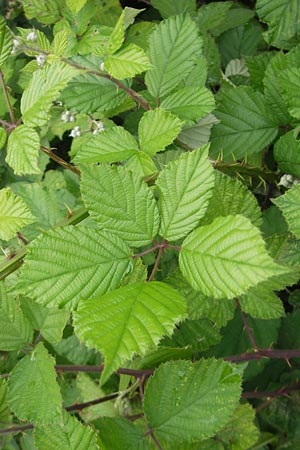 Rubus fruticosus agg. / Bramble, Blackberry, D Rheinhessen, Bornheim 31.5.2012