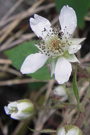 Rubus fruticosus agg. \ Brombeere / Bramble, Blackberry, D Schwarzwald/Black-Forest, Reichental 7.7.2012