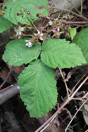 Rubus fruticosus agg. / Bramble, Blackberry, D Black-Forest, Reichental 7.7.2012