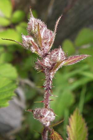 Rubus fruticosus agg. / Bramble, Blackberry, D Black-Forest, Kaltenbronn 7.7.2012