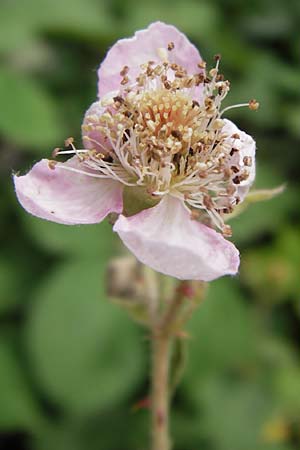 Rubus armeniacus \ Garten-Brombeere, Armenische Brombeere / Armenian Blackberry, Himalayan Blackberry, D Frankfurt-Louisa 14.7.2012