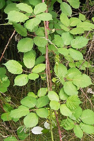 Rubus armeniacus \ Garten-Brombeere, Armenische Brombeere / Armenian Blackberry, Himalayan Blackberry, D Frankfurt-Louisa 14.7.2012