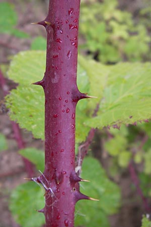 Rubus fruticosus agg. \ Brombeere, D Heidelberg 21.7.2012