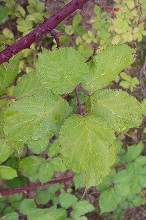 Rubus fruticosus agg. \ Brombeere / Bramble, Blackberry, D Heidelberg 21.7.2012