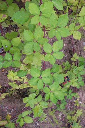 Rubus fruticosus agg. / Bramble, Blackberry, D Heidelberg 21.7.2012