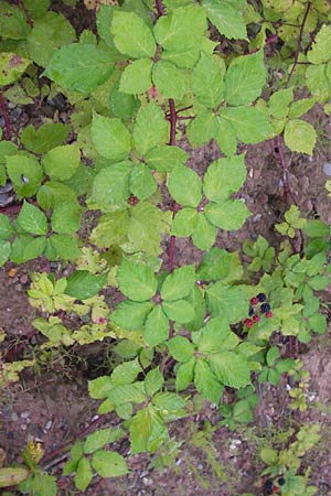 Rubus fruticosus agg. \ Brombeere, D Heidelberg 21.7.2012