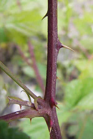 Rubus fruticosus agg. \ Brombeere / Bramble, Blackberry, D Philippsburg 26.6.2013