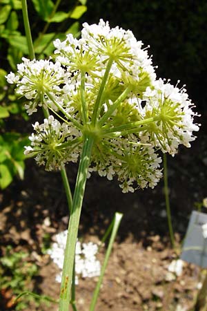 Oenanthe pimpinelloides \ Bibernell-Rebendolde, Sdliche Erdkastanie, D Pappenheim 19.6.2014