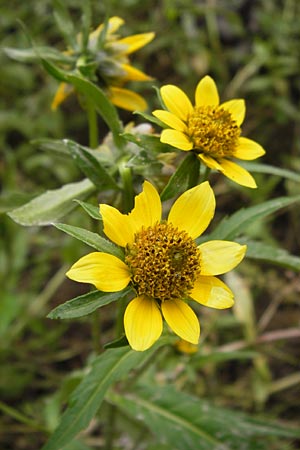 Bidens cernua \ Nickender Zweizahn, D Wiesbaden 22.9.2012