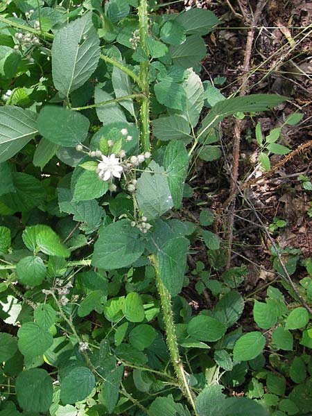 Rubus fruticosus agg. \ Brombeere / Bramble, Blackberry, D Eppingen-Elsenz 22.6.2013