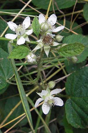 Rubus fruticosus agg. \ Brombeere / Bramble, Blackberry, D Eppingen-Elsenz 22.6.2013