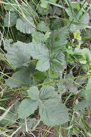 Rubus spec5 ? \ Haselblatt-Brombeere / Bramble, D Eppingen-Elsenz 22.6.2013