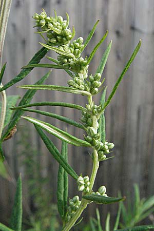 Artemisia verlotiorum \ Ostasiatischer Beifu, Kamtschatka-Beifu, D Heidelberg 4.10.2006