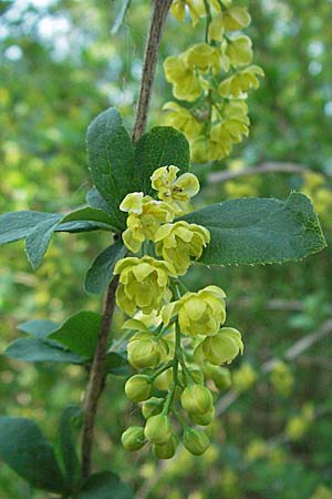 Berberis vulgaris \ Berberitze, Sauerdorn / Barberry, D Ketsch 22.4.2007