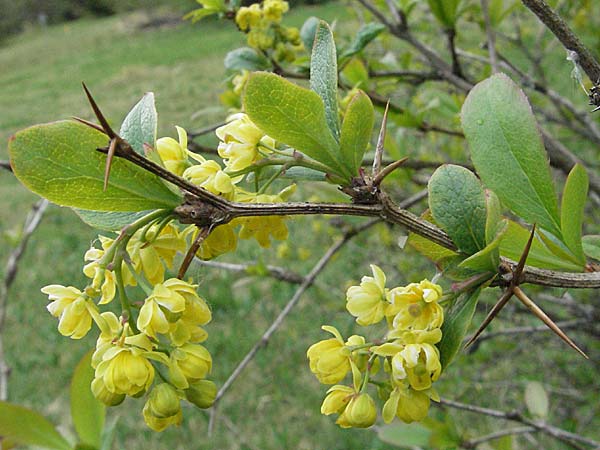 Berberis vulgaris / Barberry, D Hurlach 5.5.2007