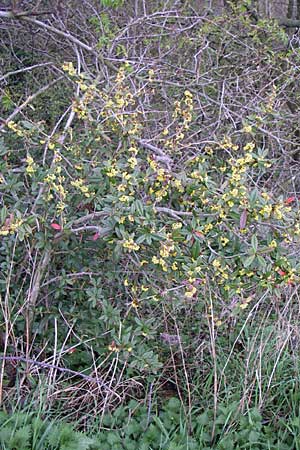 Berberis julianae \ Groblttrige Berberitze, Julianes Berberitze, D Ingelheim 5.4.2008