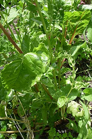 Beta vulgaris subsp. cicla \ Mangold, D Pforzheim 5.7.2008