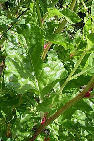 Beta vulgaris subsp. cicla \ Mangold / Leaf Beet, Spinach Beet, D Pforzheim 5.7.2008