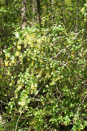 Berberis vulgaris / Barberry, D Mosbach 12.5.2012